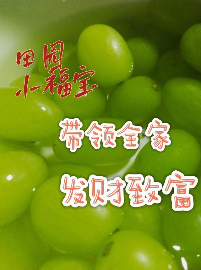 田园小福妞晋江