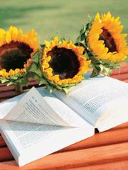 乌蒙情缘电视剧