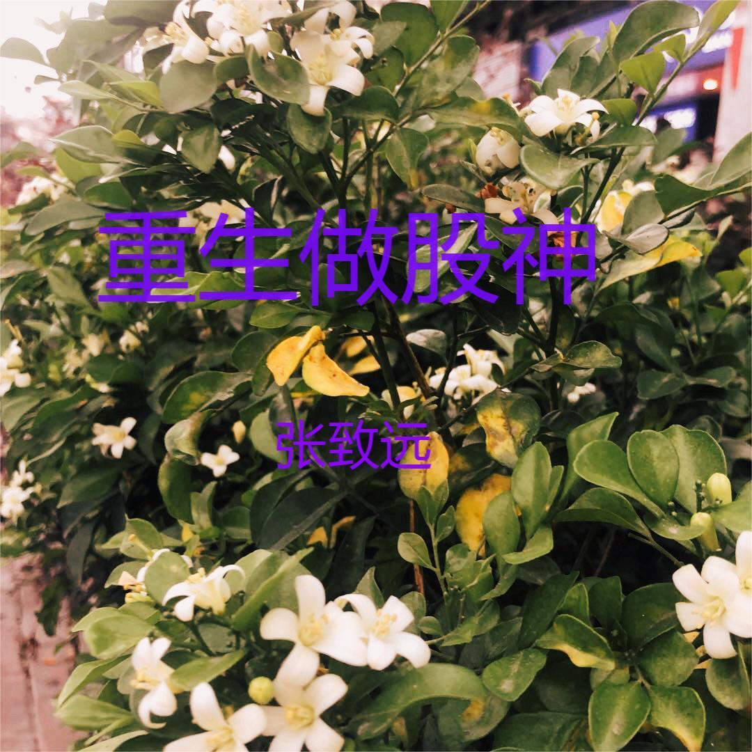重生我是股神