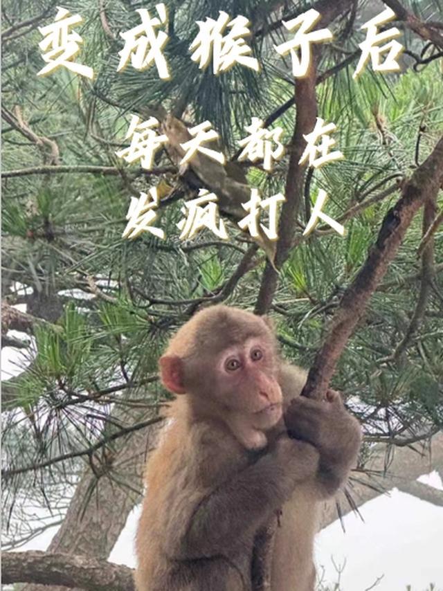 猴子变成人的故事的读后感