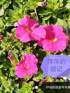萍萍叫什么