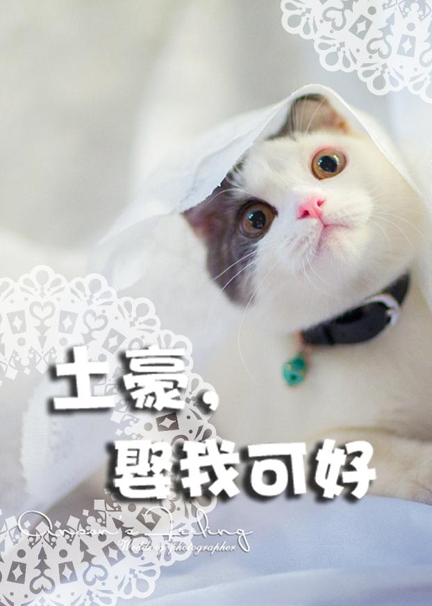 土豪娶我可好讲的什么